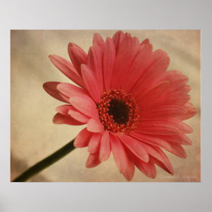 Margarida cor-de-rosa do Gerbera - impressão