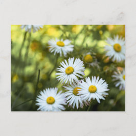Margaridas de Cartão Postal - Floral Fotografia