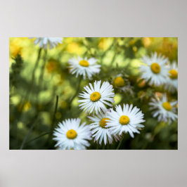 Margaridas Florais da Natureza Fotografia Poster