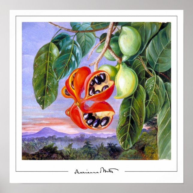 Marianne North Zedign Art Poster nº 9 (Frente)