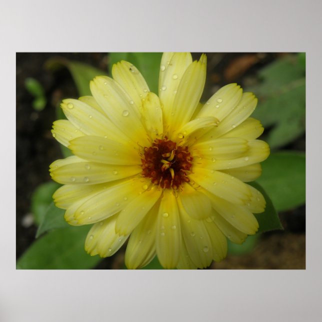 Marigold Impressão (Frente)