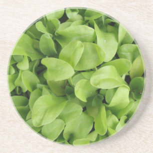 Marigold Seedlings Porta copos