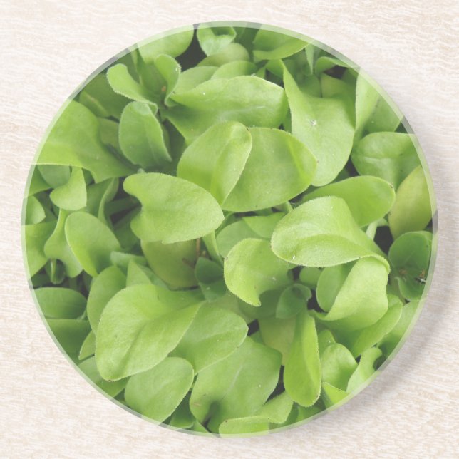 Marigold Seedlings Porta copos (Frente)