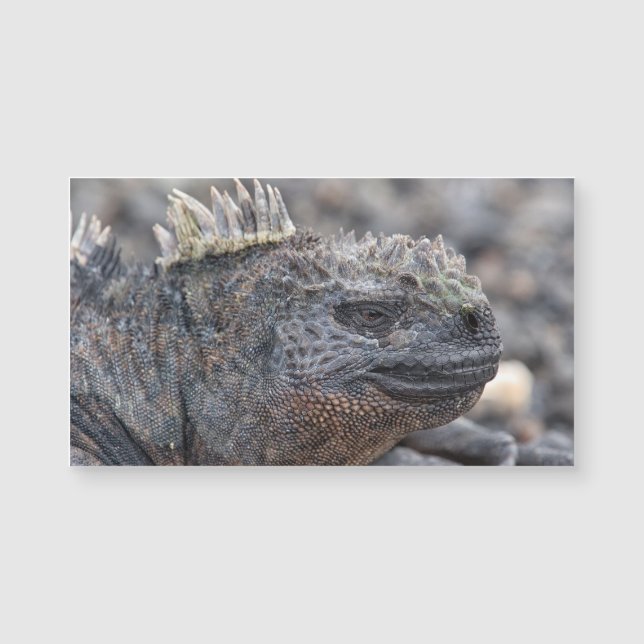 Marine Iguana (Frente)
