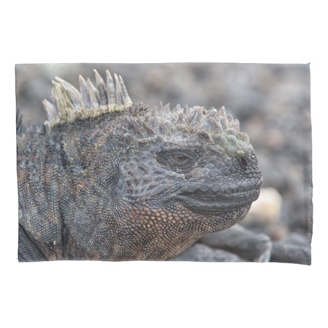 Marine Iguana (Frente)