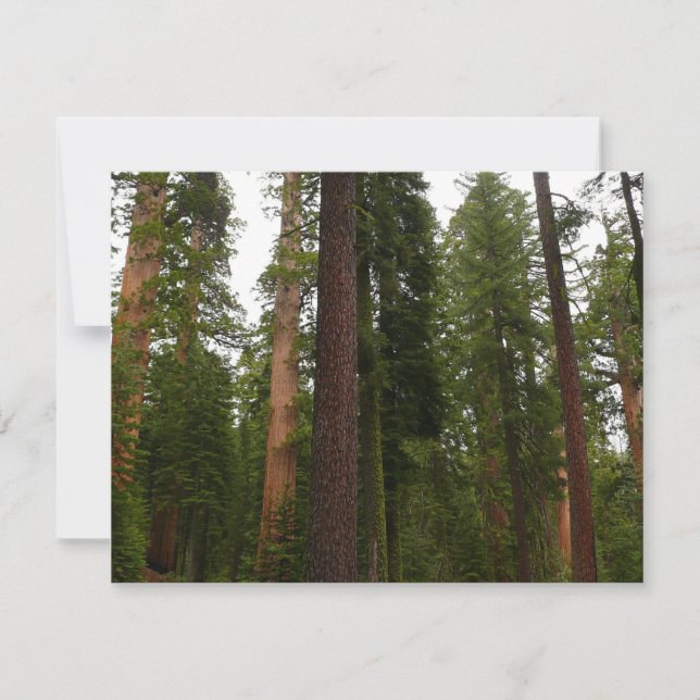 Mariposa Grove no Parque Nacional de Yosemite (Frente)