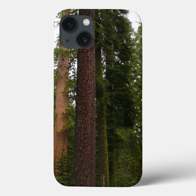 Mariposa Grove no Parque Nacional Yosemite (Verso)