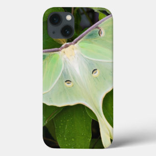 Mariposa Luna em Clematite Carnaby