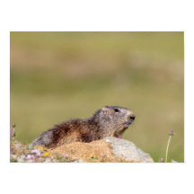 Marmot no parque Gran Paradiso Poster