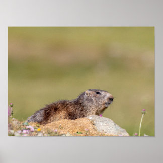 Marmot no parque Gran Paradiso Poster