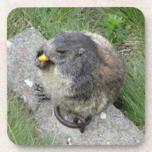 Marmot porta copos