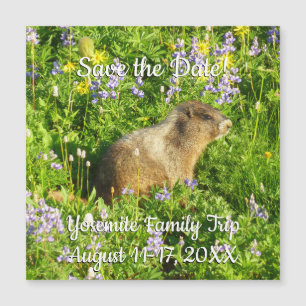 Marmota em Flores Silvestres do Monte Rainier