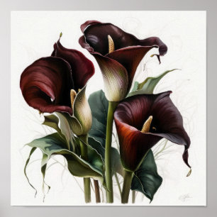 Maroon Calla Lily Lily Flower Art Poster