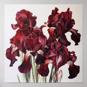 Maroon Irisa Impressão de Arte Flor