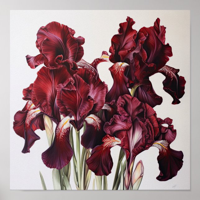 Maroon Irisa Impressão de Arte Flor (Frente)