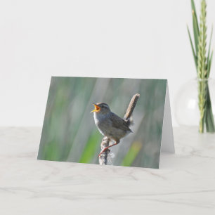 Marsh Wren Cantando Alto - Cartão de Arte Frameáve
