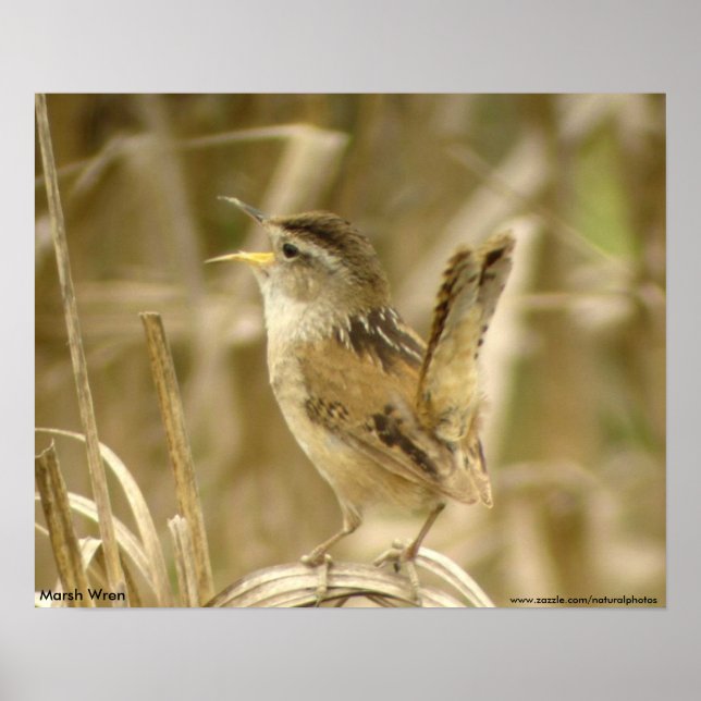 Marsh Wren Poster (Frente)