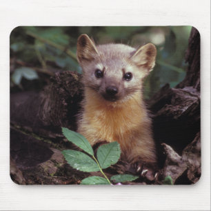 Marten de pinho bonito Mousepad