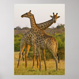 Masai Girafas Kenya Africa poster