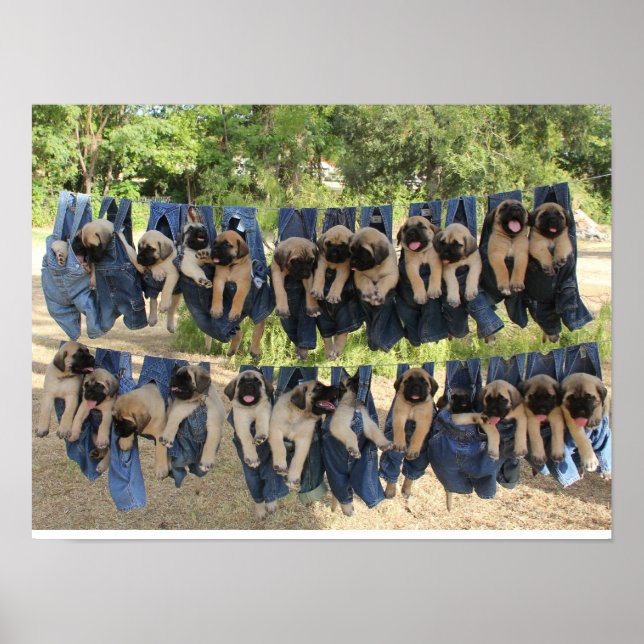 Mastiff Puppy Poster (Frente)