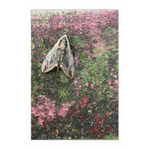 Mata com Lichen