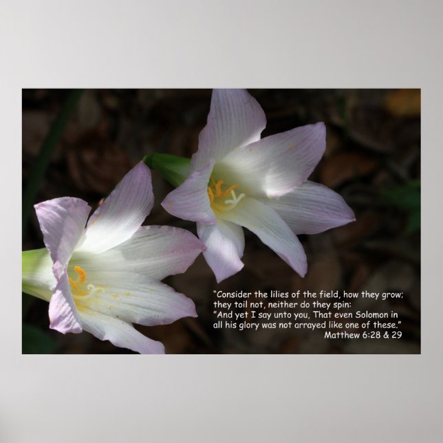 Mateus 6:28 e 29 Poster de Escritura (Frente)