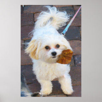 Maya com Impressão Folha