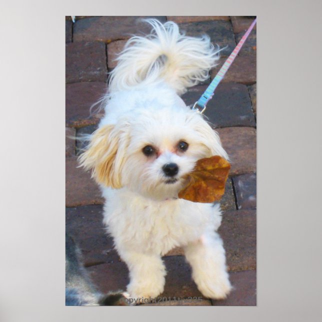 Maya com Impressão Folha (Frente)