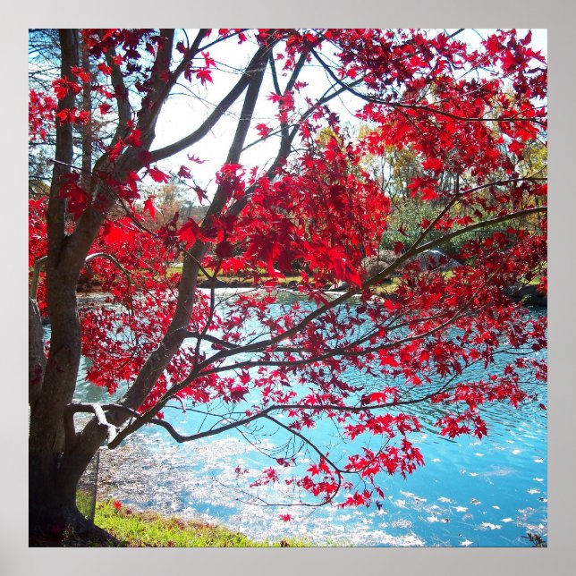 Maymont Gardens Red Maple Tree Virginia Poster Art (Frente)