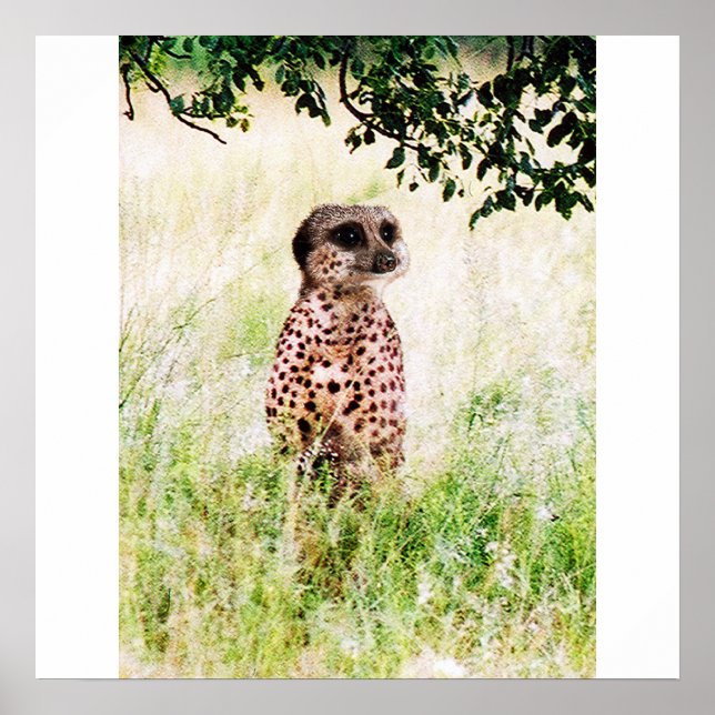 Meercheetah poster (Frente)
