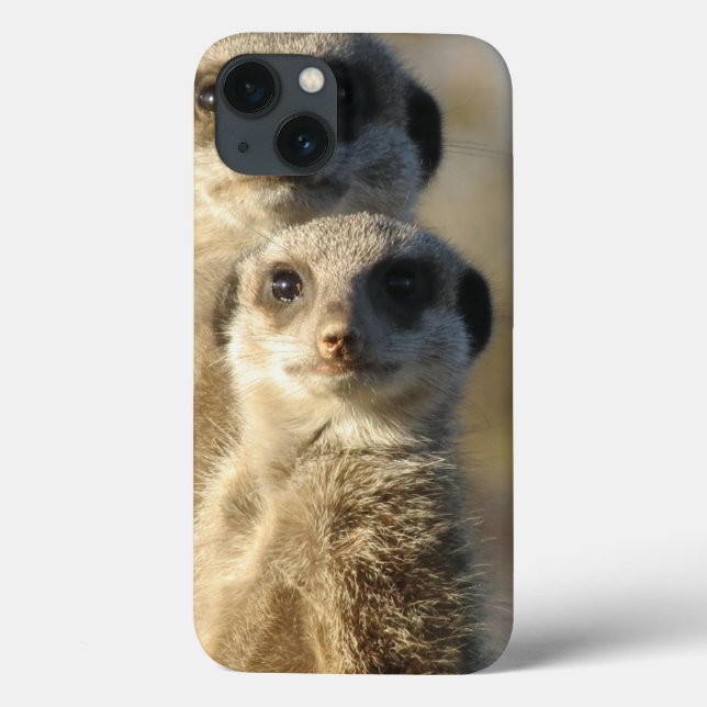 Meerkat (Verso)