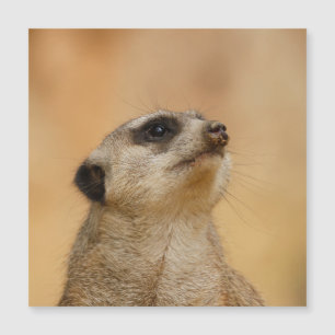 Meerkat 001 por JAMFoto
