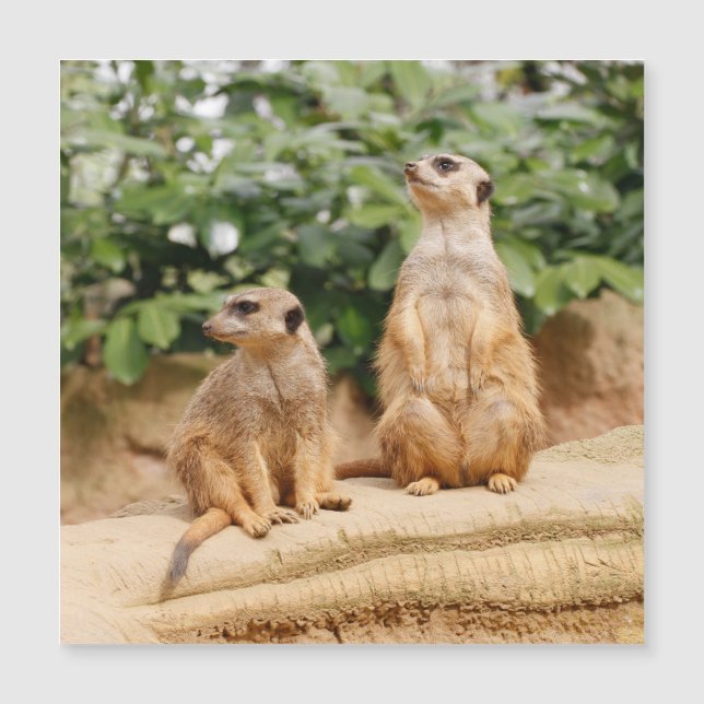 Meerkat 009 (Frente)
