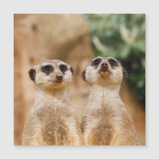 Meerkat 017 (Frente)