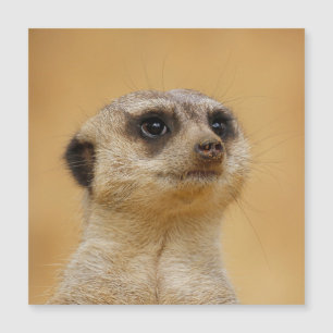 Meerkat 020
