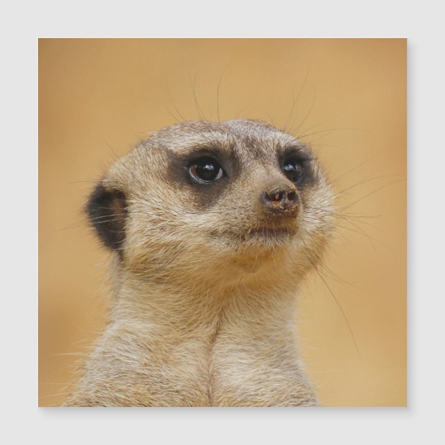 Meerkat 020 (Frente)