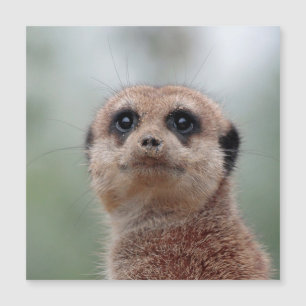 Meerkat 020
