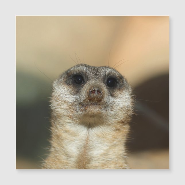 Meerkat 023 (Frente)