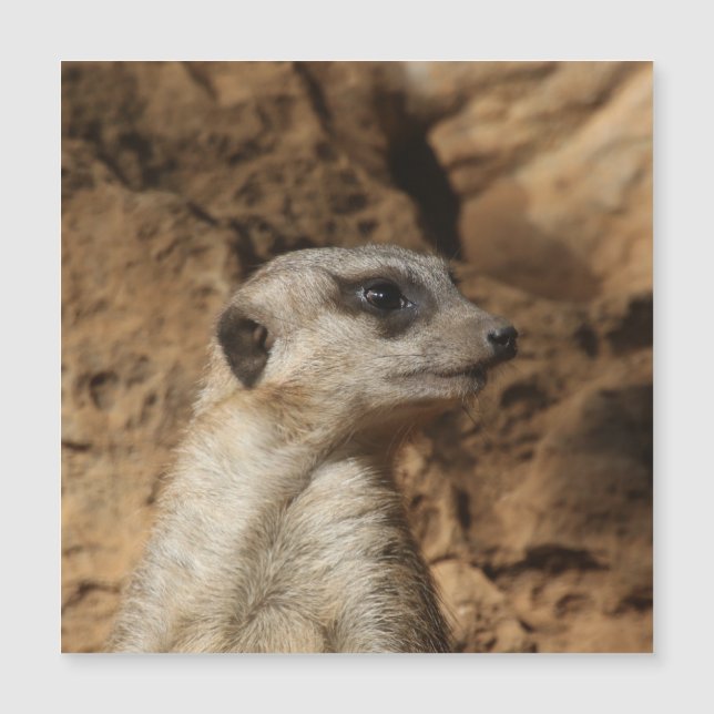 Meerkat 029 (Frente)