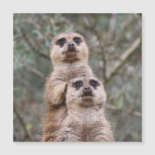 Meerkat 035