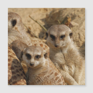 Meerkat 039
