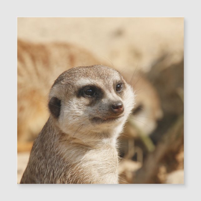 Meerkat 052 (Frente)