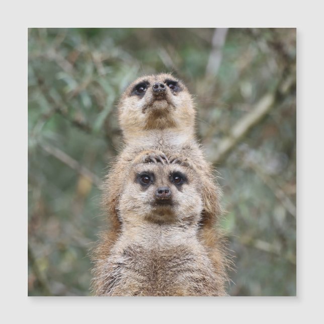 Meerkat 081 (Frente)