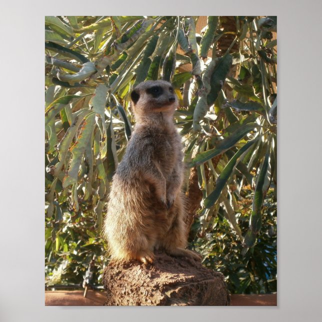 Meerkat E Grandes Folhas Verdes, Poster (Frente)