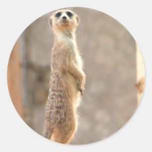 Meerkat em etiquetas da atenção