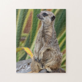 Meerkat Jigsee quebra-cabeça