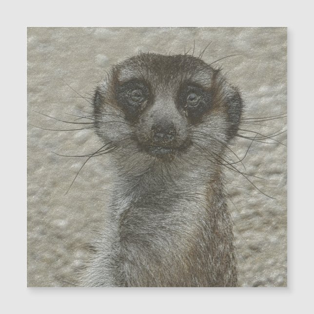 meerkat metálico (Frente)