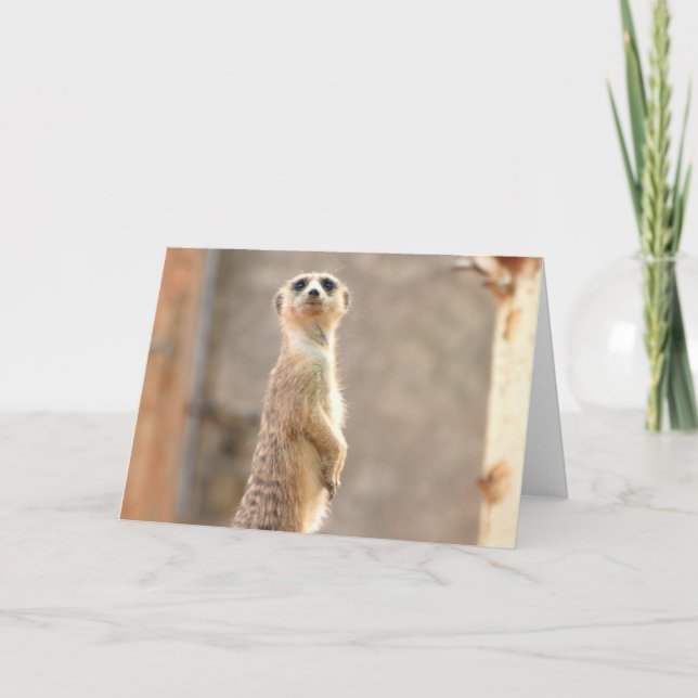 Meerkat no cartão da atenção (Frente)