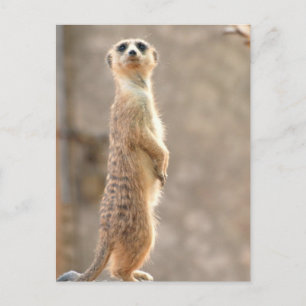 Meerkat no cartão postal de atenção