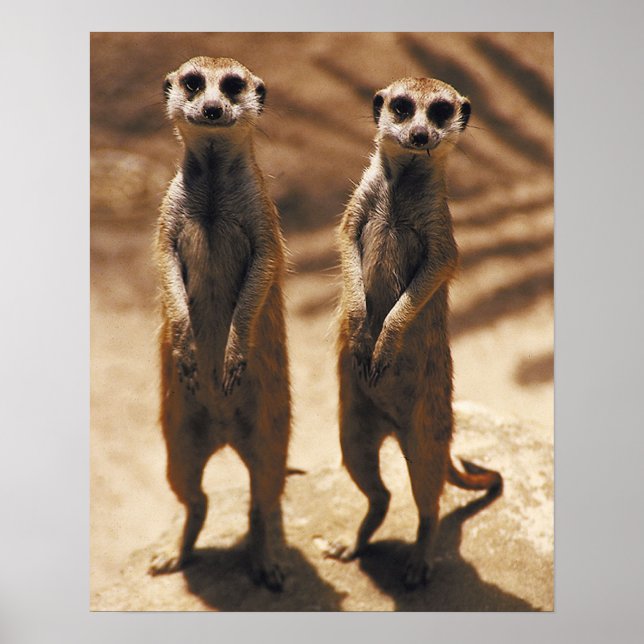 Meerkat Poster (Frente)